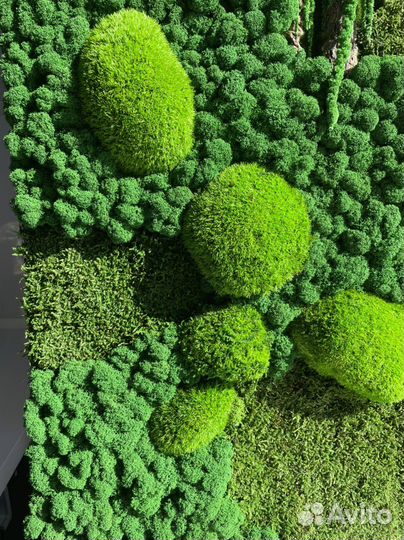 Панно из стабилизированного мха