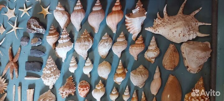 Морские ракушки раковины