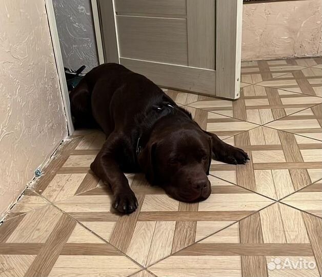 Кобель лабрадора вязка