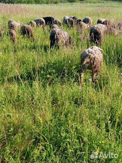 Овцы бараны
