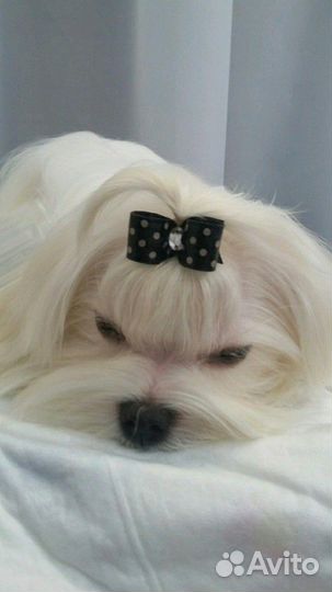 Женихи мини мальтезе