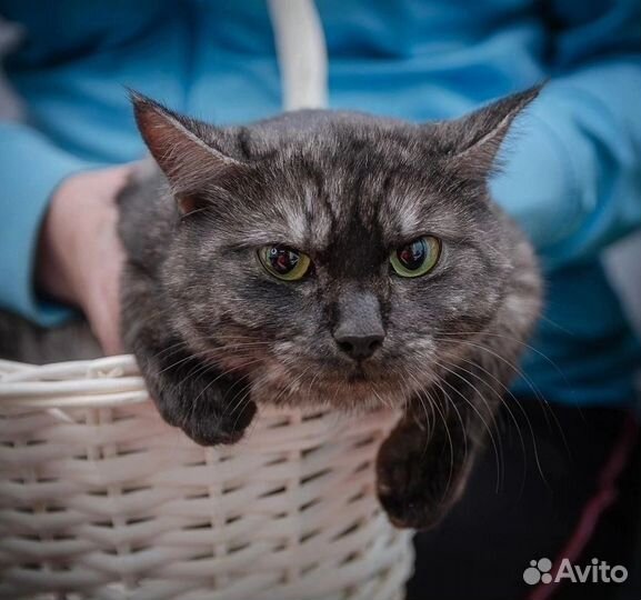 Милая кошечка ищет семью