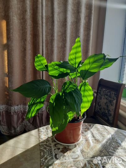 Спатифиллум