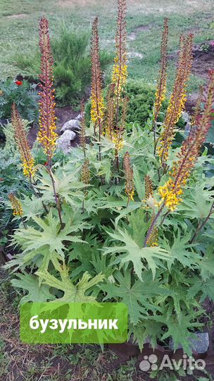 Многолетники для сада цветы