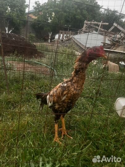 Орловские и бойцовые