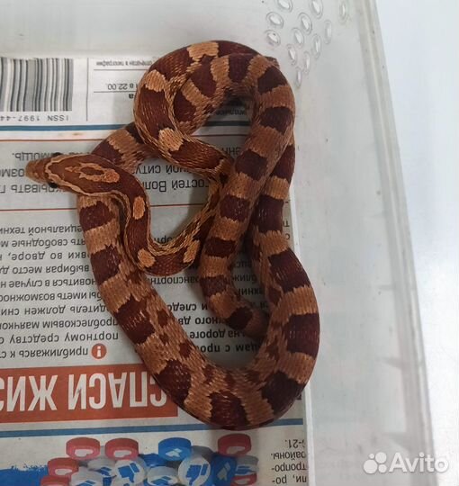 Маисовый полоз