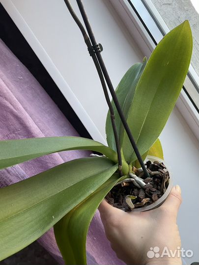 Орхидея фаленопсис