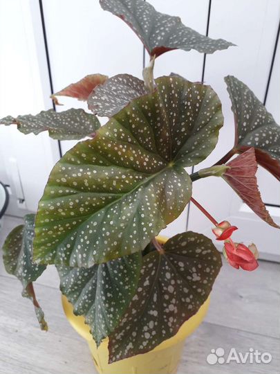 Бегония древовидная