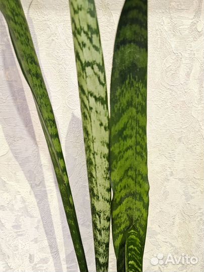 Сансевиерия, спот от сансевиерии Блек Тайгер