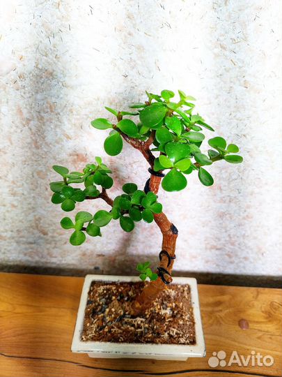 Бонсай Портулакария