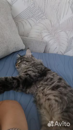 Кот мейн-кун