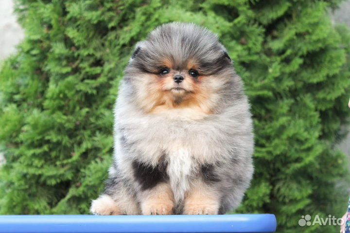 Чудесный мальчик шпица