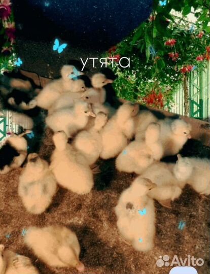 Гусята Линда,утята