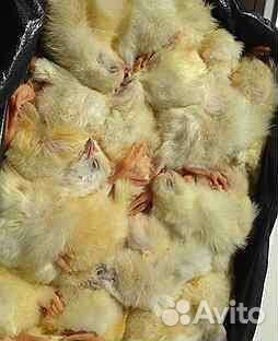 Мясо для собак Балашиха