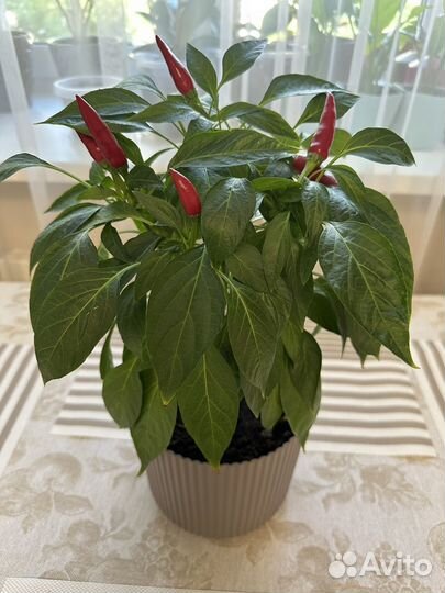 Перец комнатный острый