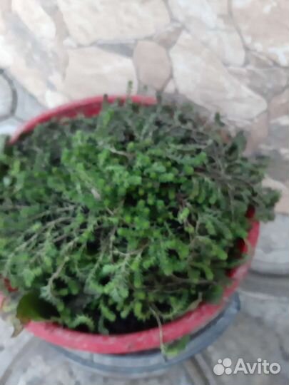 Вечнозелёная травка, мускари,крокусы,хоста,мята