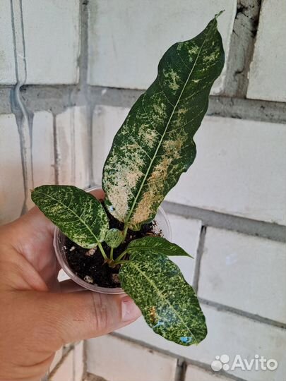 Комнатные растения