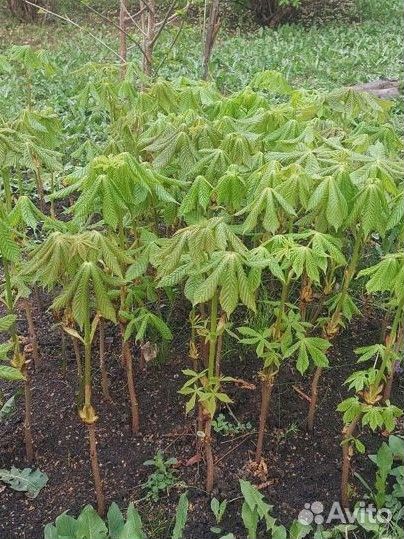 Продам саженцы каштана