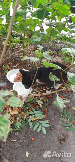 Черный котенок мальчик