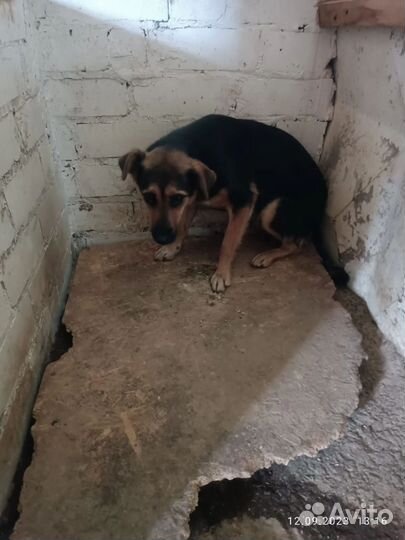 Собачки в отлове