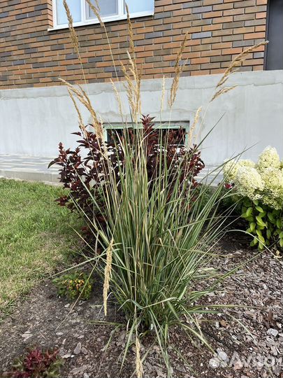 Злаки - вейник, щучка, молиния, просо