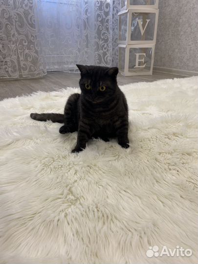 Шотландская прямоухая кошечка