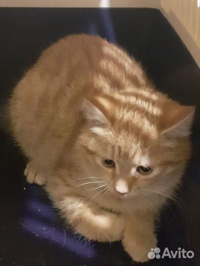 Рыжий котенок 3 мес