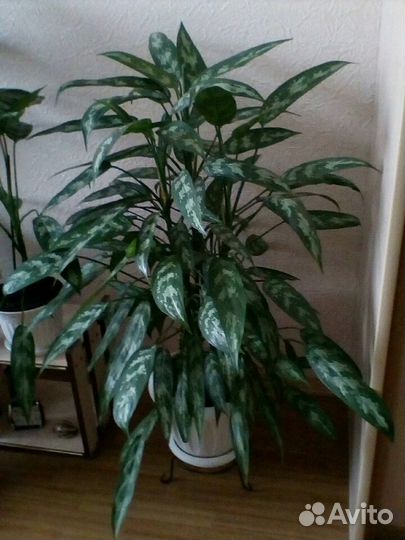 Аглаонема,отростки