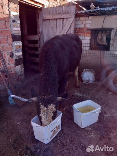 Быки на мясо