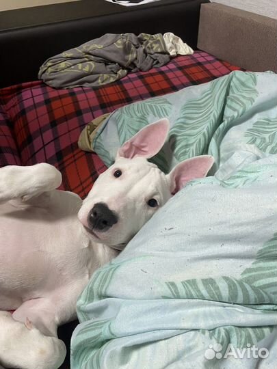 Бультерьер