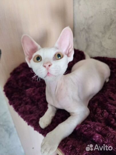 Девон-рекс. мальчик