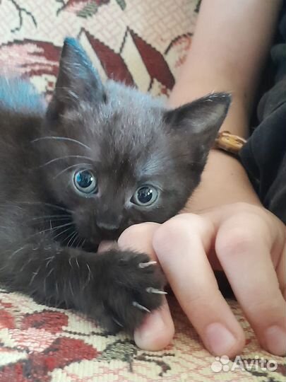 Черная кошечка очаровашка