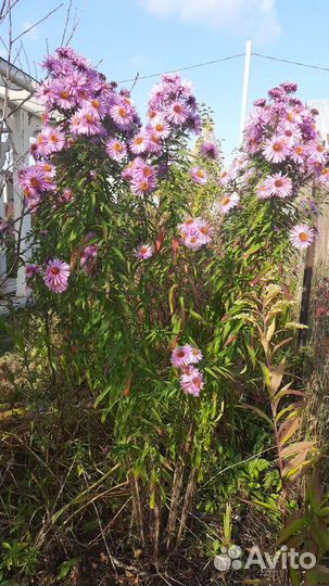 Многолетние цветы