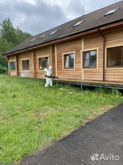 Уничтожение насекомых клопов тараканов