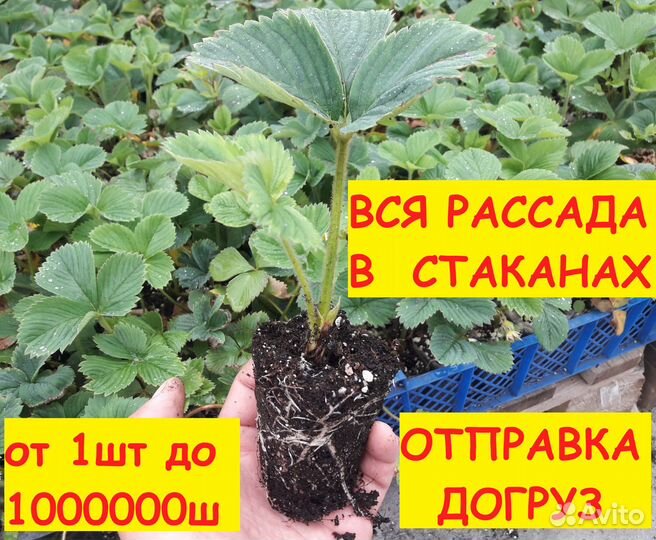 Саженцы клубники стакан. Рассада клубники