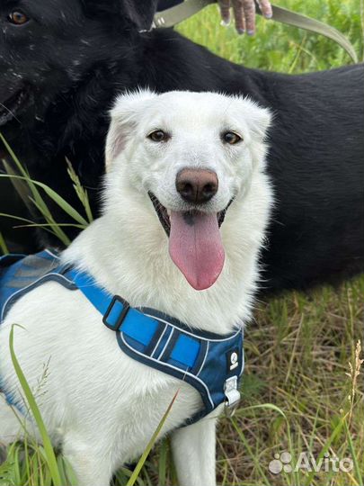 Белоснежная принцесса ждёт тебя в приюте