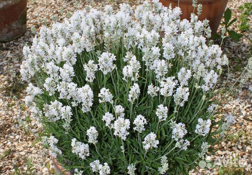 Саженцы лаванды