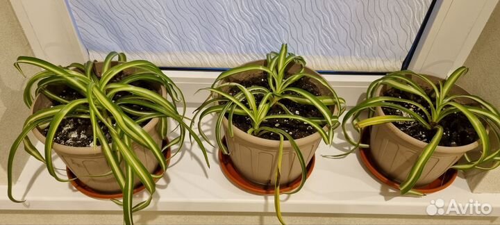 Цветы домашние в горшках