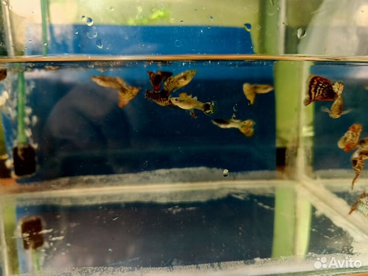 Аквариумные рыбки гуппи