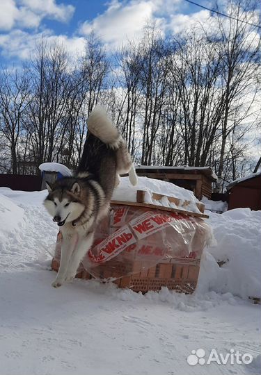 Аляскинский маламут вязка