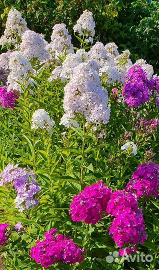 Флоксы многолетние