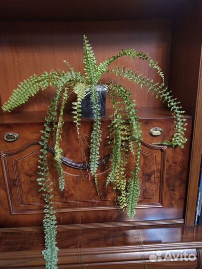 Папоротник Нефролепис