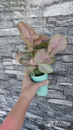 Сингониум пинк неон