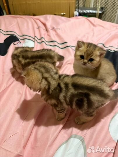 Британские котята