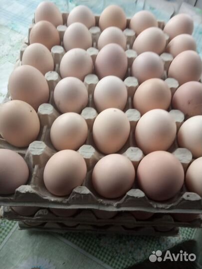 Домашние куриные яйца