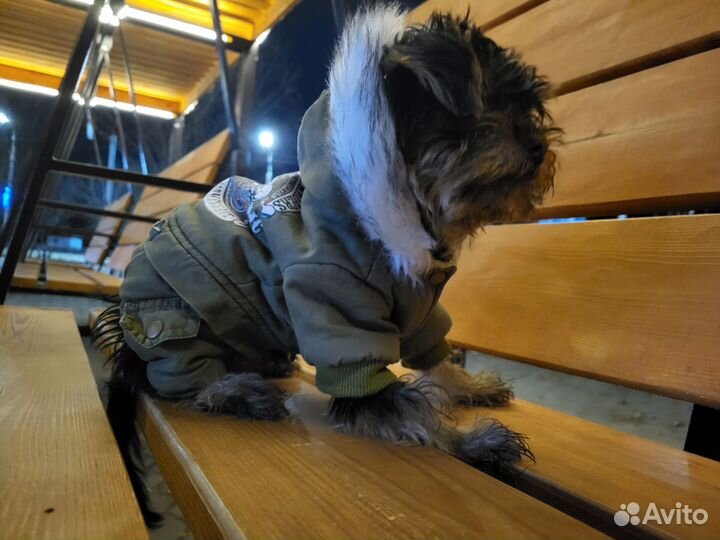 Зимняя куртка для маленьких собак