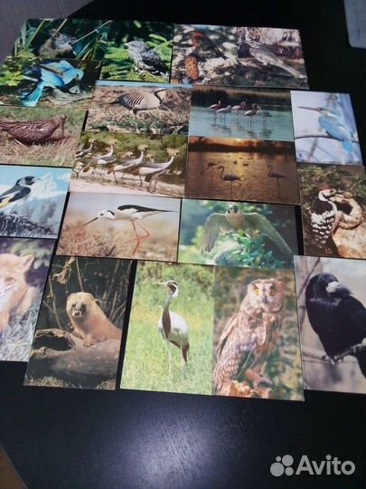 Открытки животных и птиц из СССР