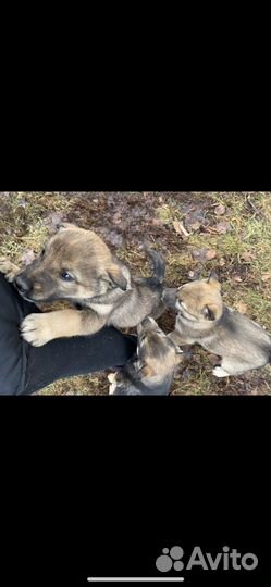 Щенки
