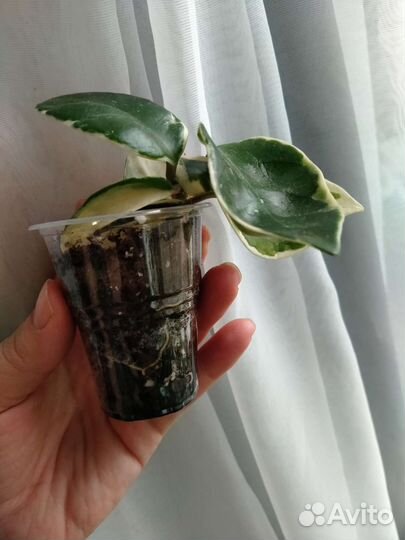 Хойя карноза Snow Ball