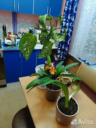 Комнатные цветы бесплатно